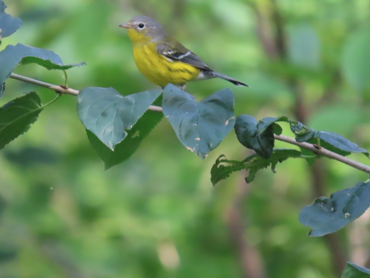 Magnolia Warbler - ML623481626