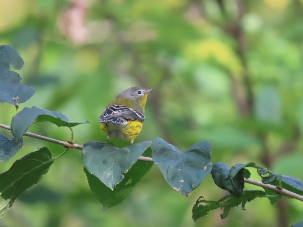 Magnolia Warbler - ML623481627