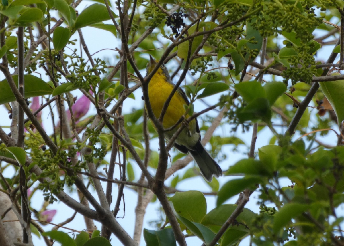 Adelaide's Warbler - ML623481630