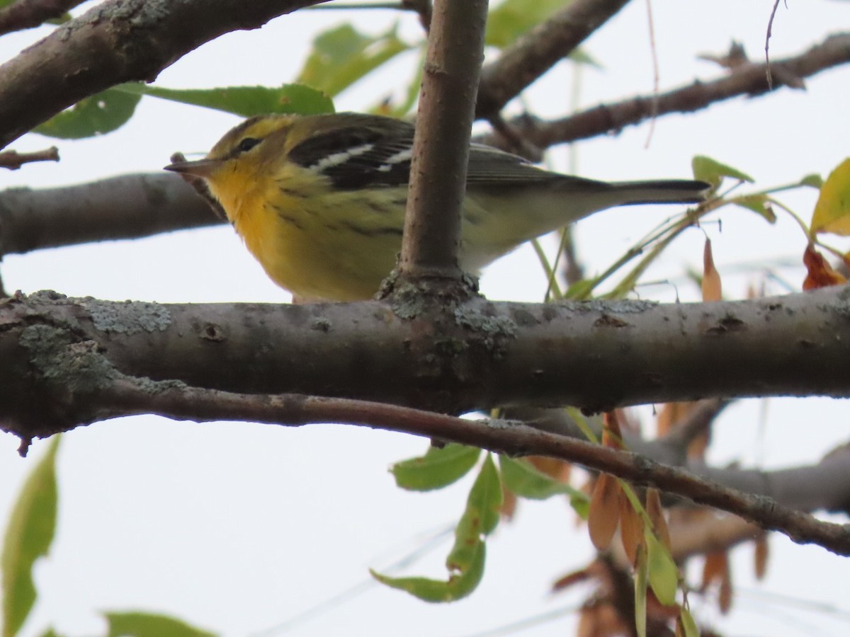 Blackburnian Warbler - ML623481646