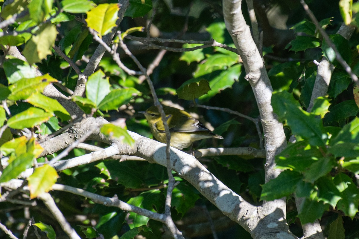 Tennessee Warbler - ML623481658