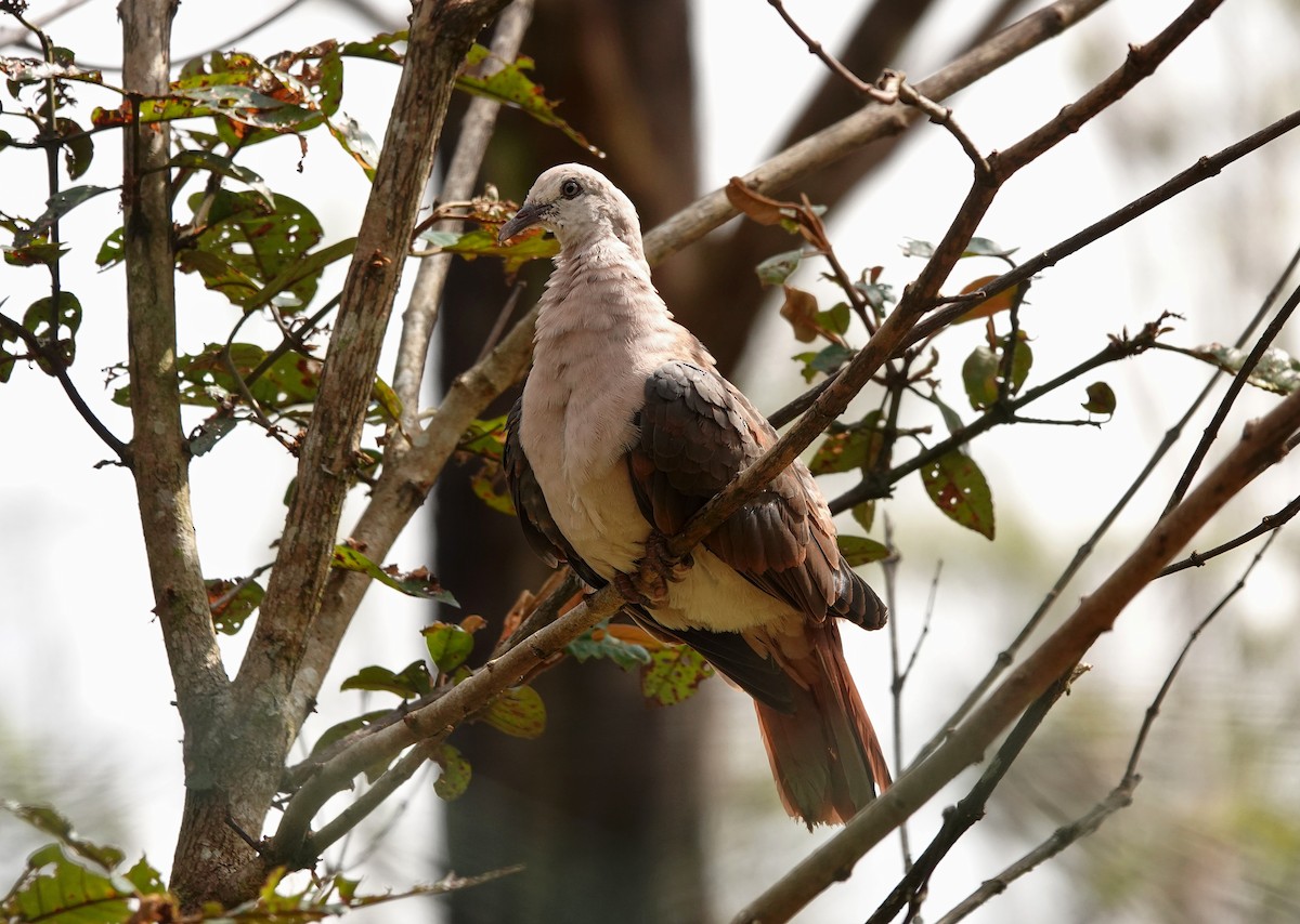 Pink Pigeon - ML623481664