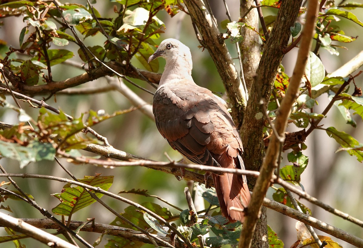 Pink Pigeon - ML623481667