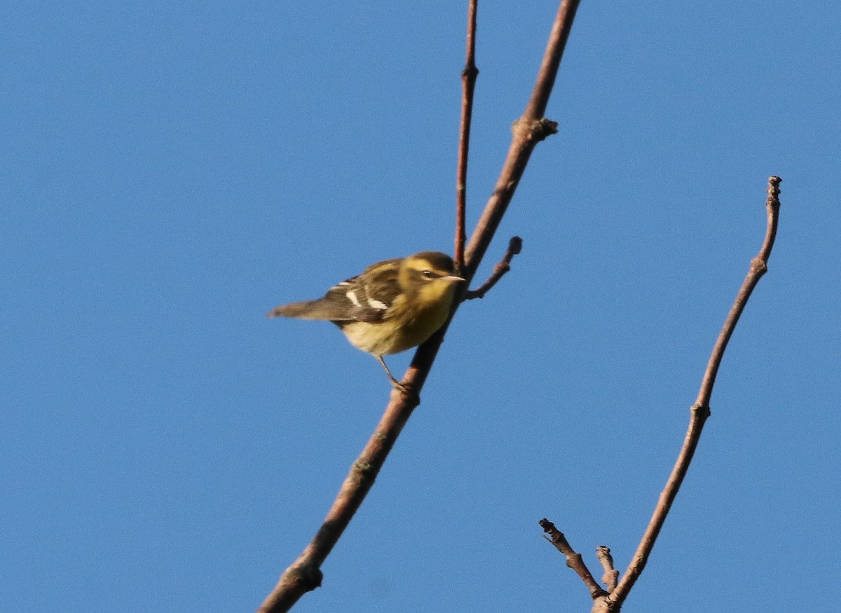 Cape May Warbler - Mike Mencotti