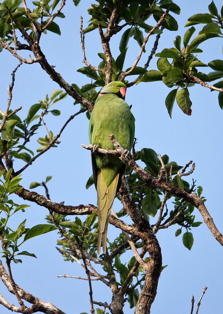 Echo Parakeet - ML623481675