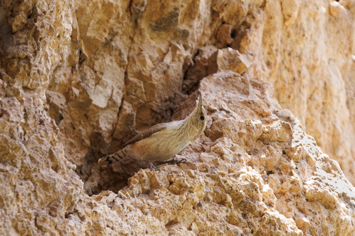 Rock Wren - ML623481677