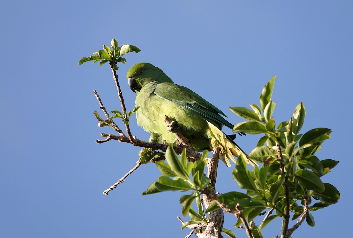 Echo Parakeet - ML623481679