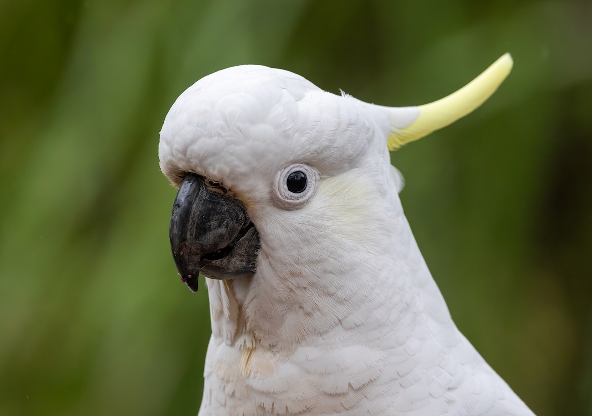 Sulphur-crested Cockatoo - ML623481682