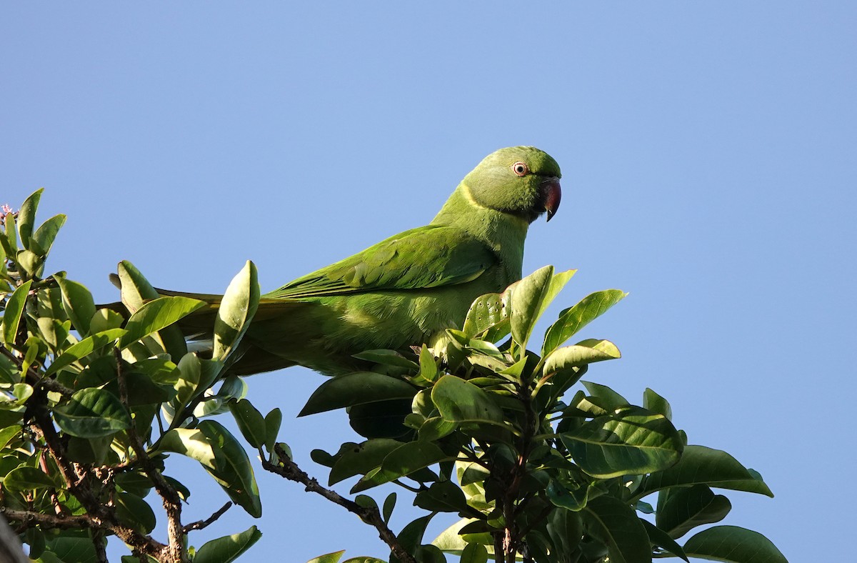 Echo Parakeet - ML623481684