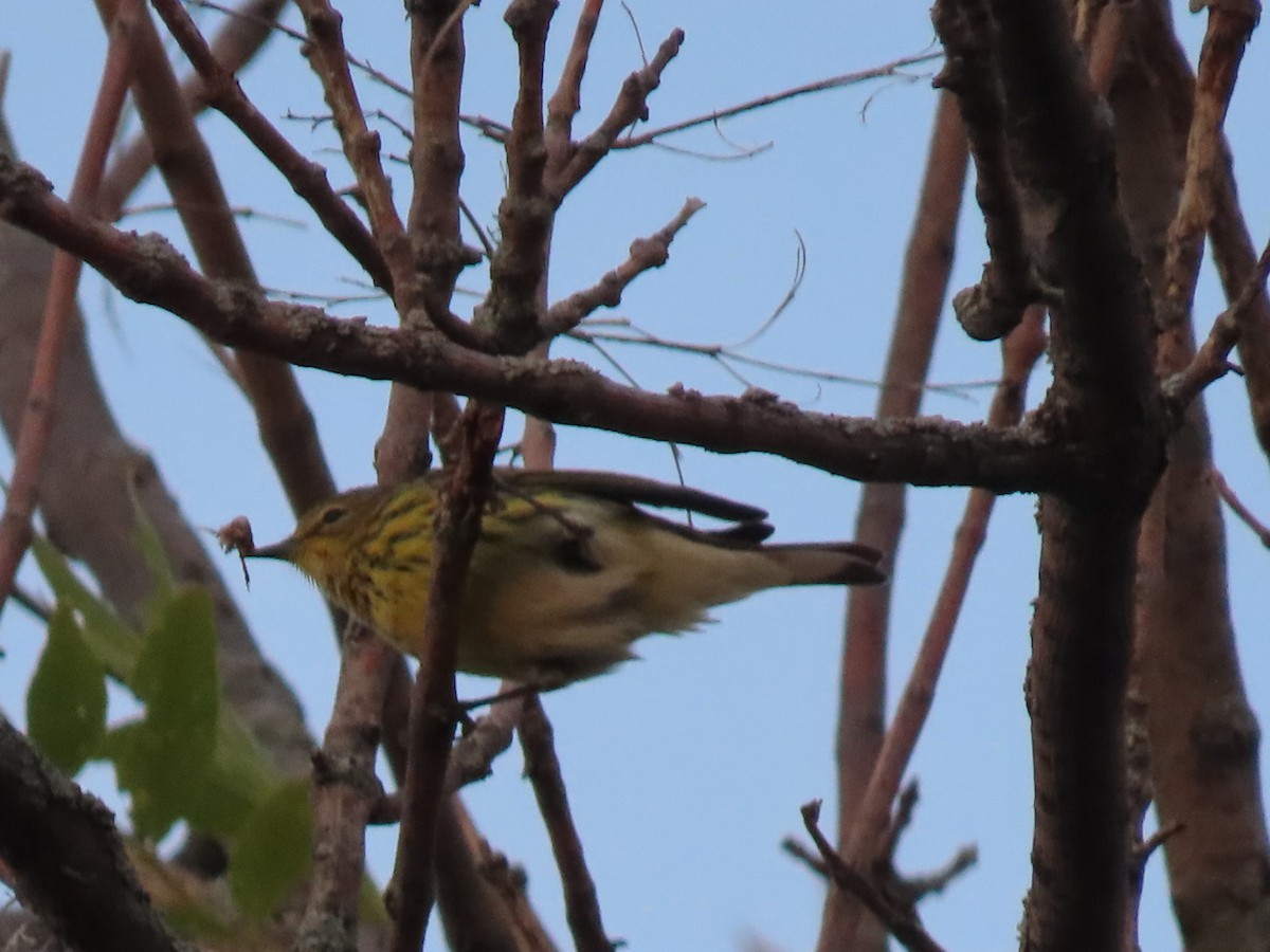 Cape May Warbler - ML623481693