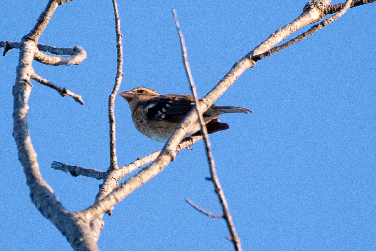 Rose-breasted Grosbeak - ML623481700