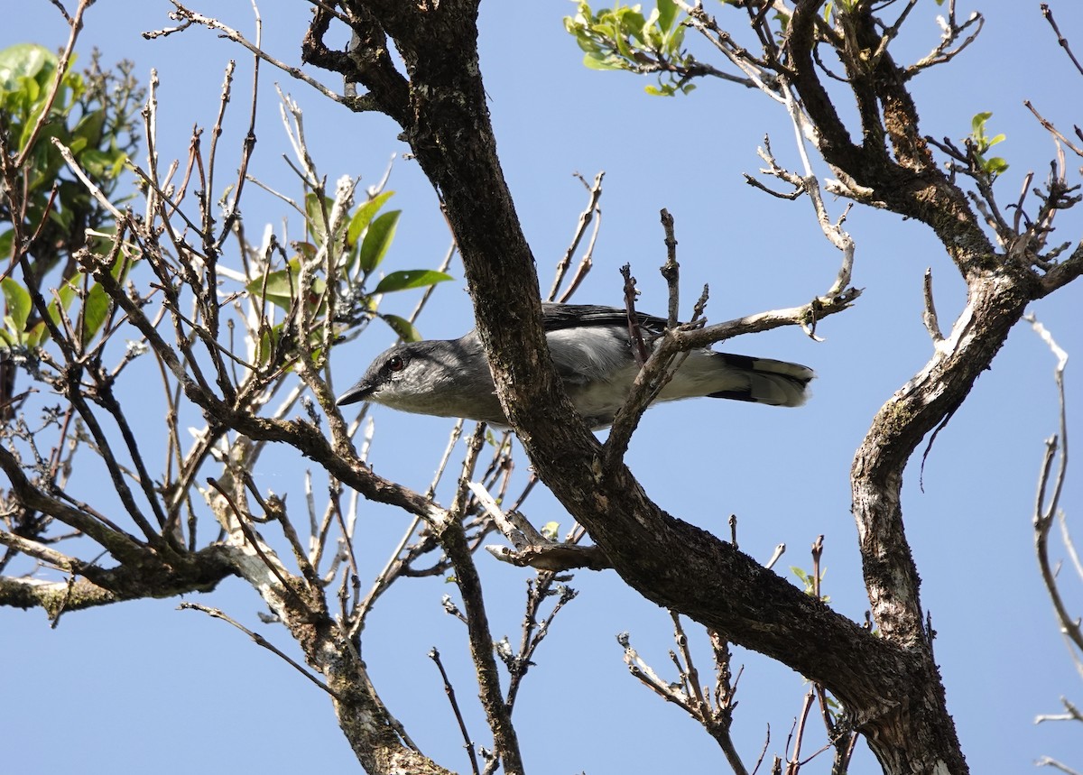 Mauritius Cuckooshrike - ML623481721