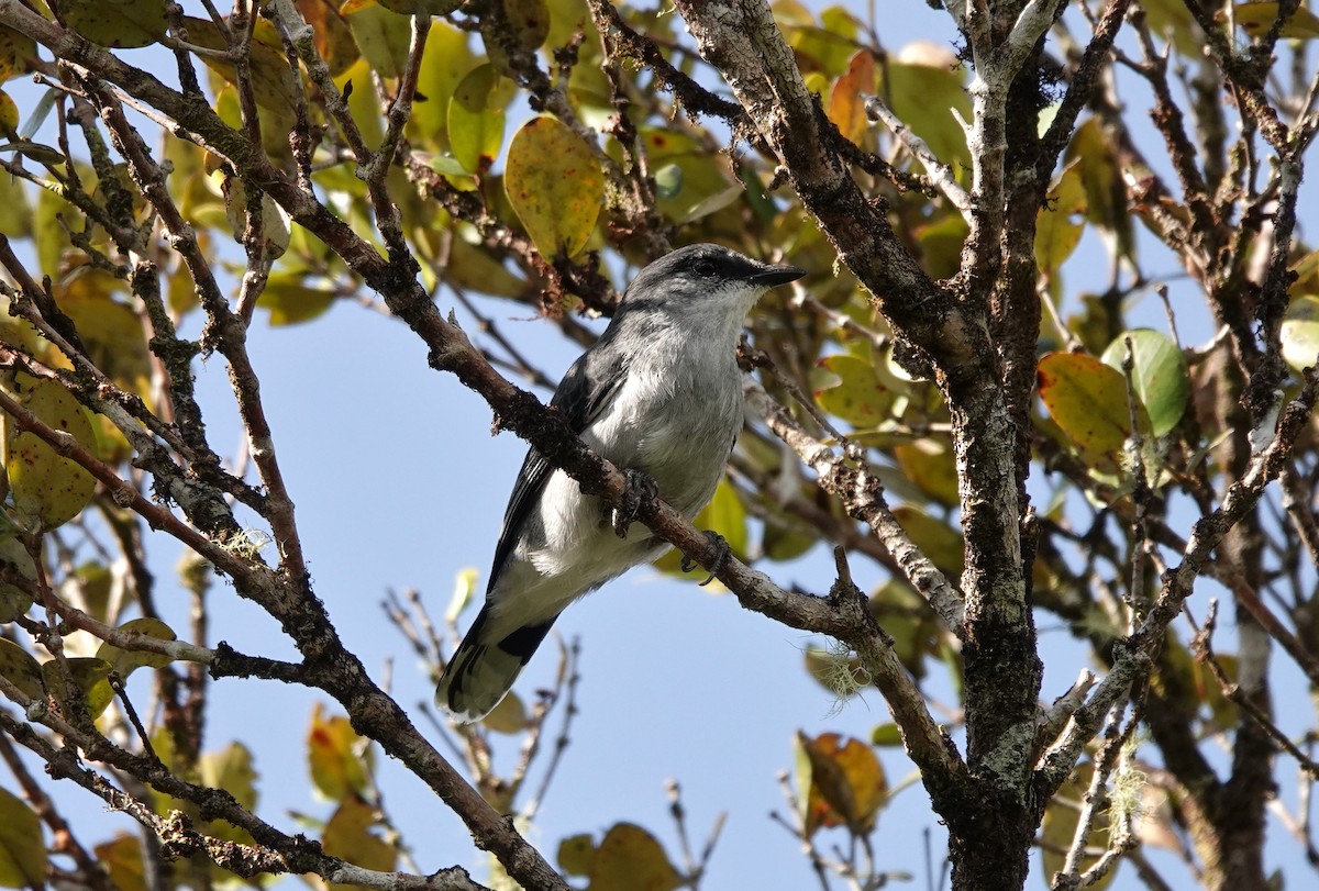 Mauritius Cuckooshrike - ML623481722