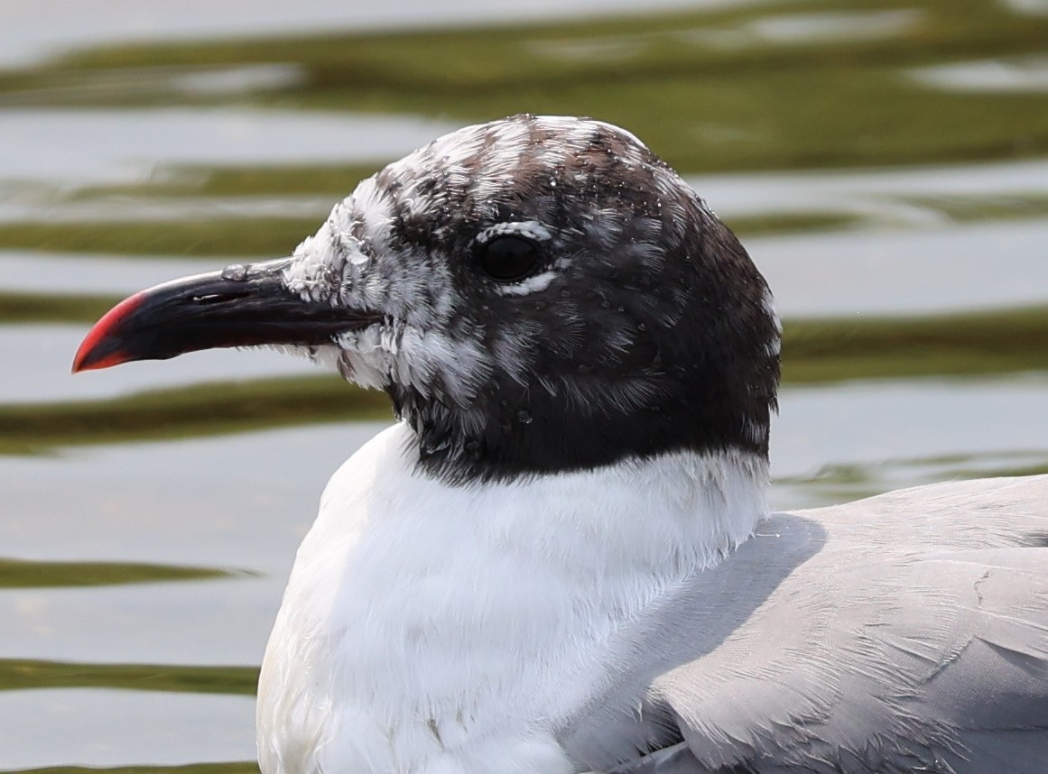 Laughing Gull - ML623481762