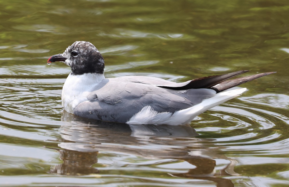 Laughing Gull - ML623481764