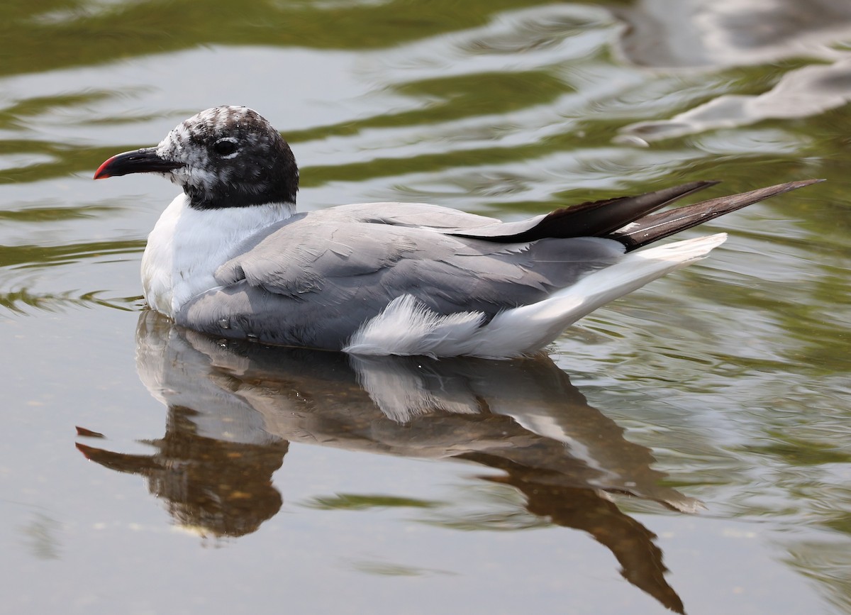 Laughing Gull - ML623481765