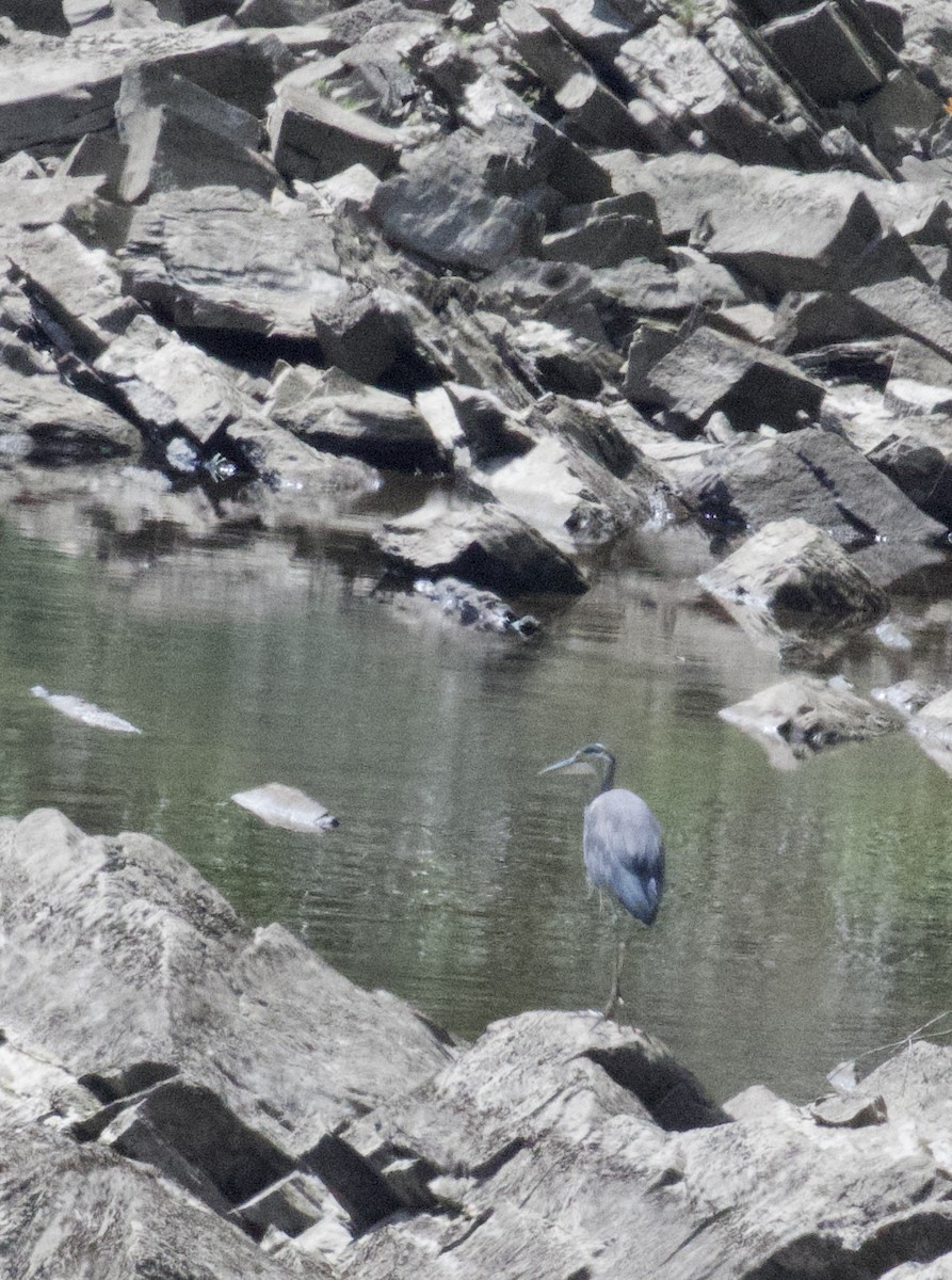 Great Blue Heron - ML623481800