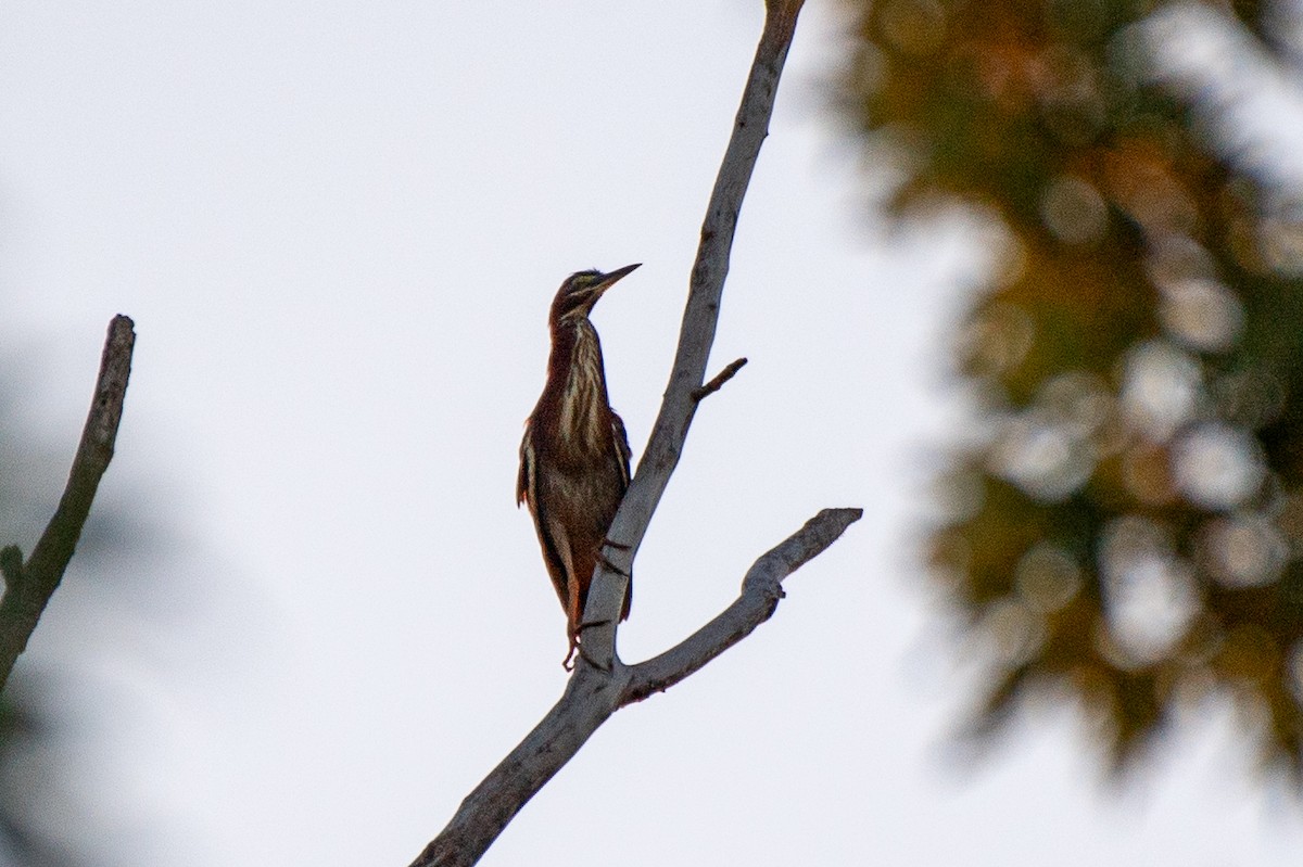 Green Heron - ML623481801