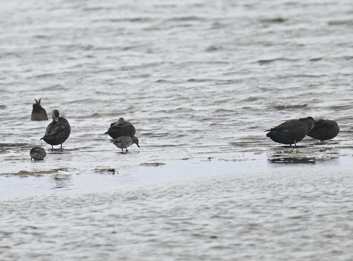 Green-winged Teal (American) - ML623481829