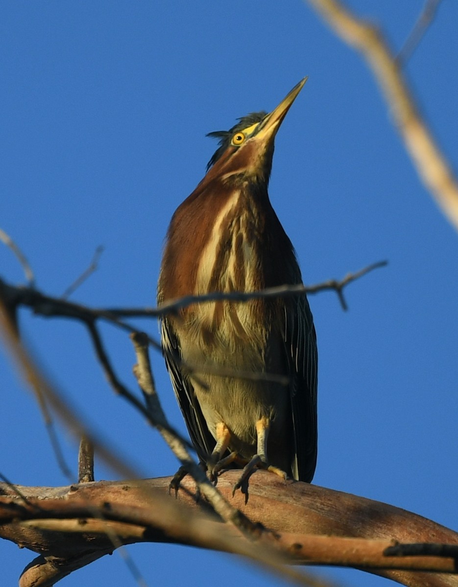 Green Heron - ML623481853