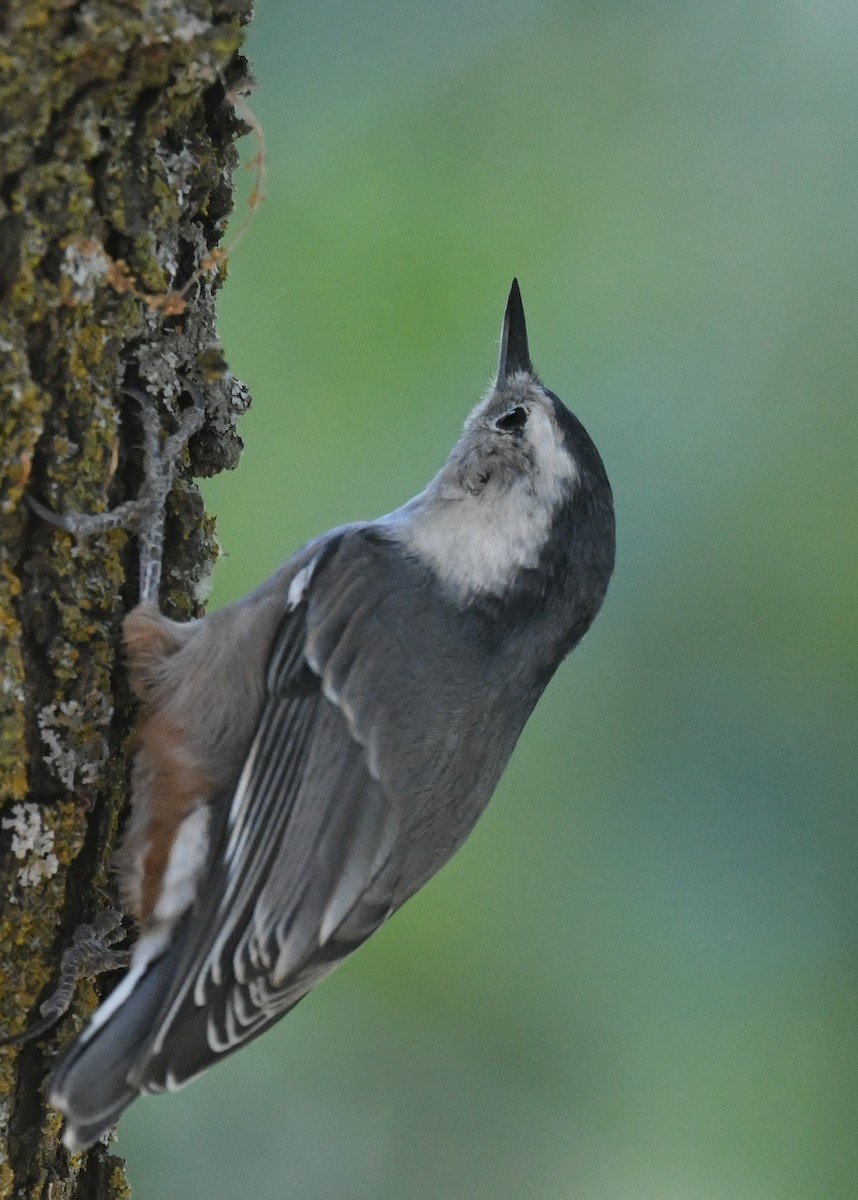 White-breasted Nuthatch - ML623481875