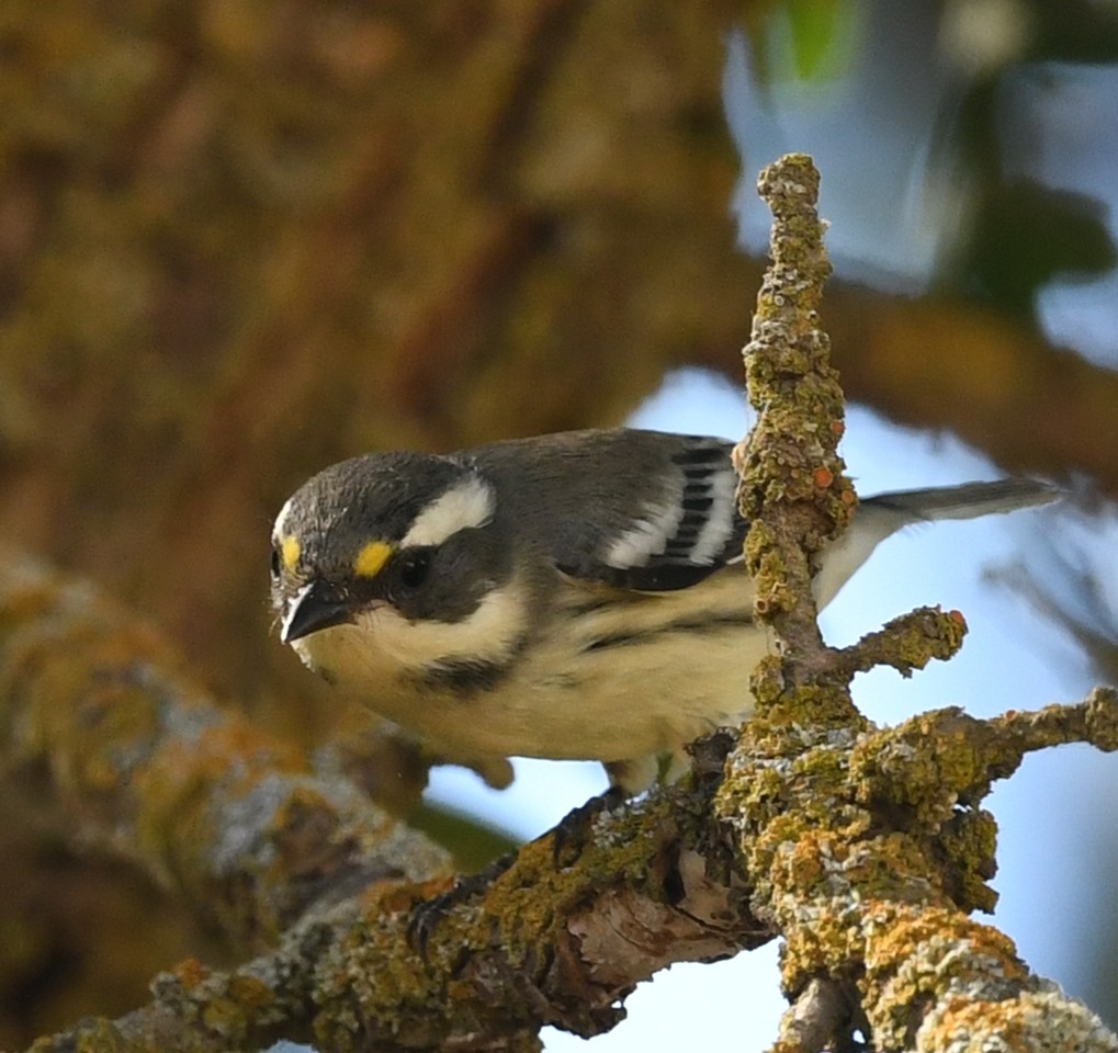 Black-throated Gray Warbler - ML623481889