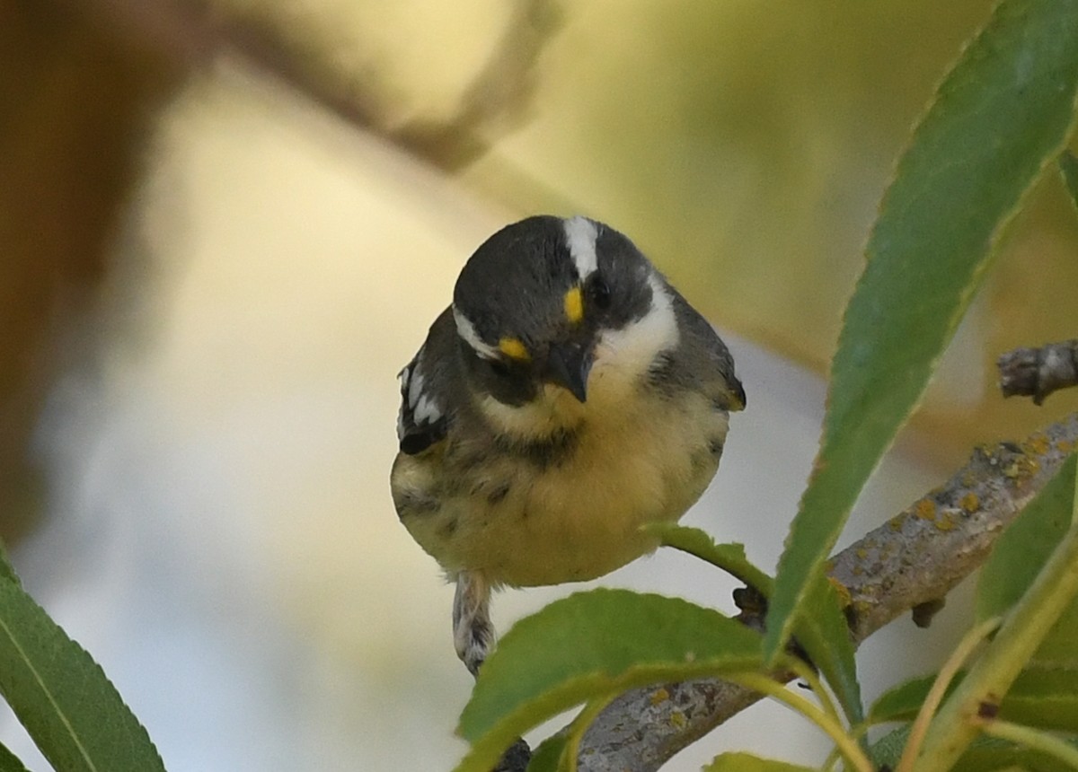 Black-throated Gray Warbler - ML623481890