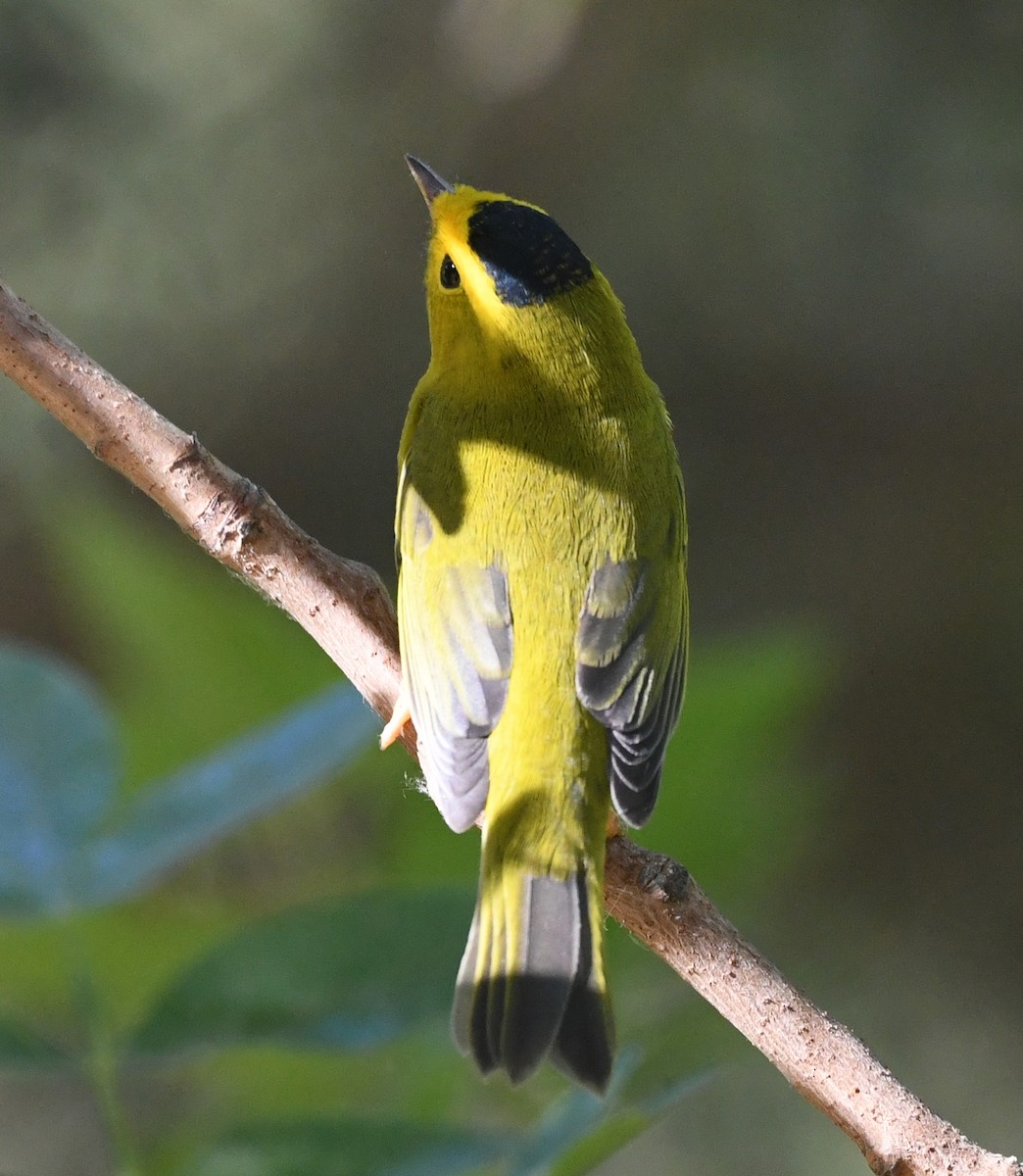 Wilson's Warbler - ML623481900