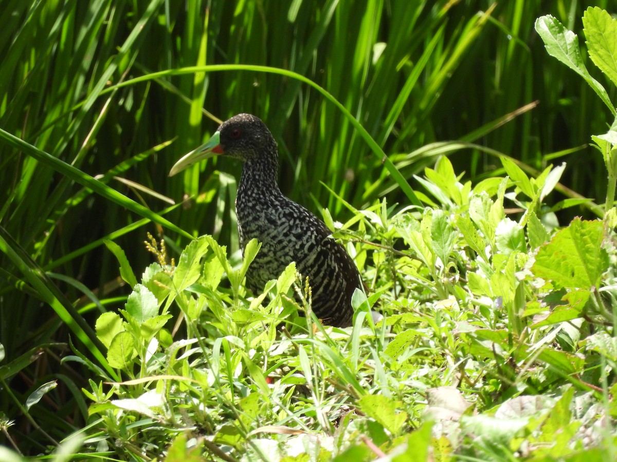 Spotted Rail - Eduardo Acevedo