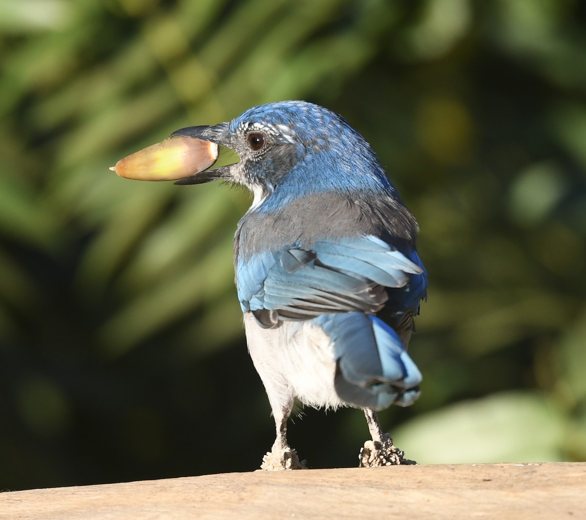 California Scrub-Jay - ML623481909