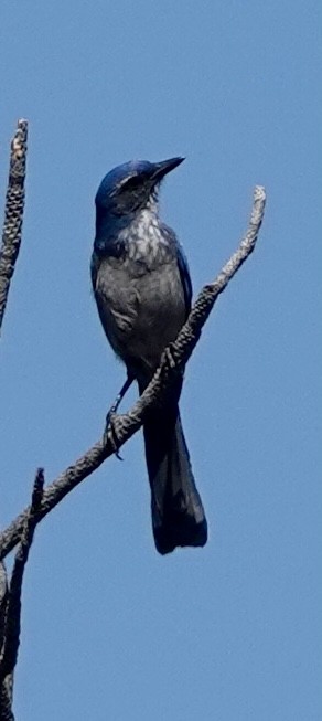 Woodhouse's Scrub-Jay - ML623481916