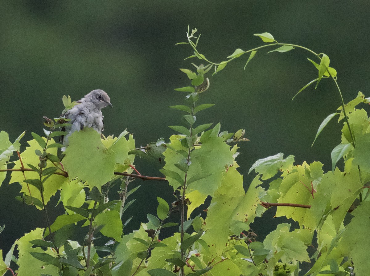 Northern Mockingbird - ML623481960