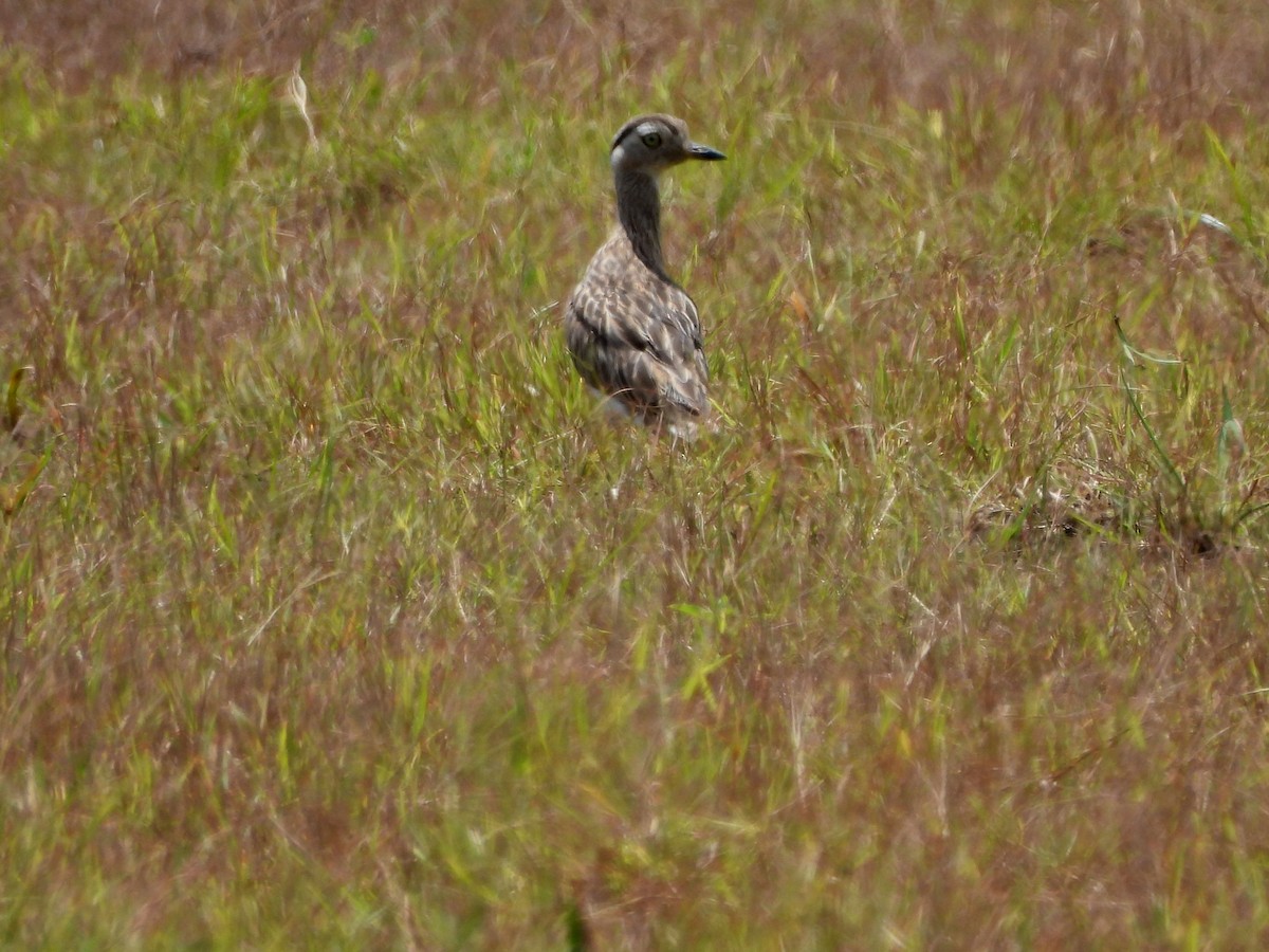 Double-striped Thick-knee - ML623481964