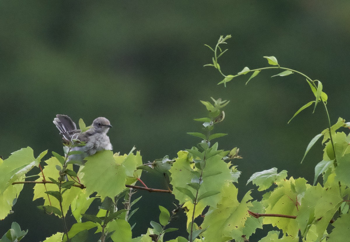 Northern Mockingbird - ML623481991