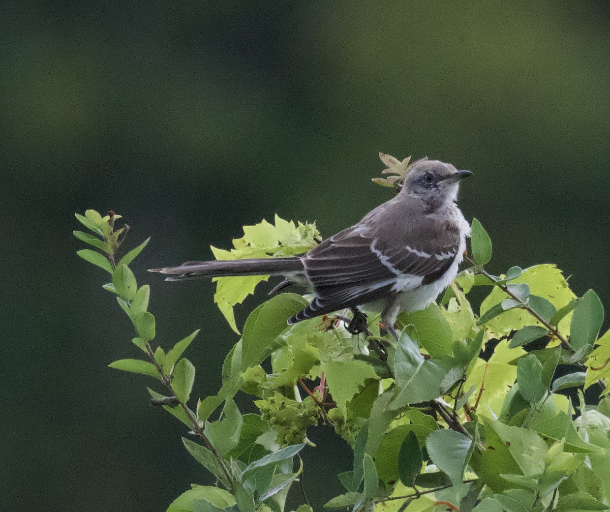 Northern Mockingbird - Tina Barney