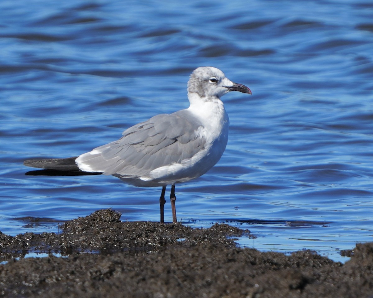 Laughing Gull - Gloria Markiewicz