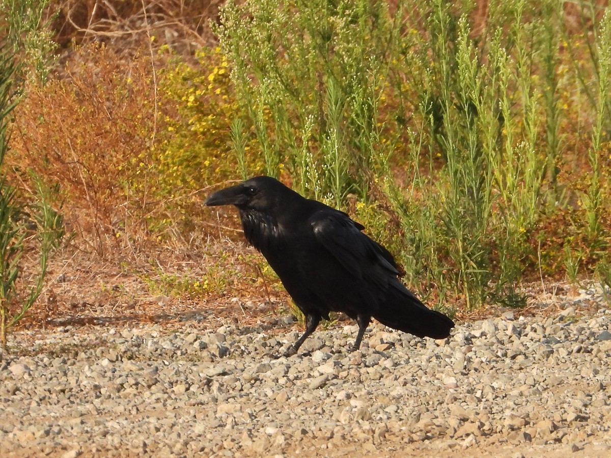 Common Raven - ML623482134