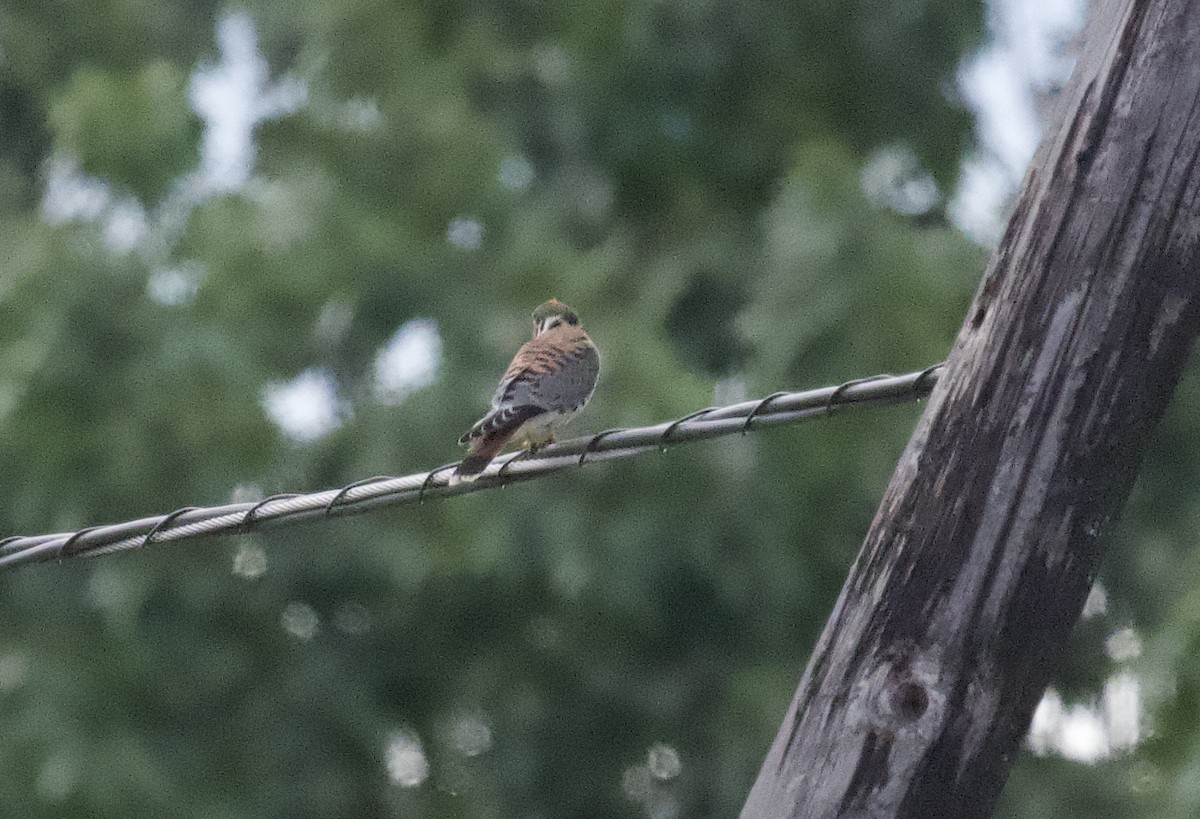 American Kestrel - ML623482140