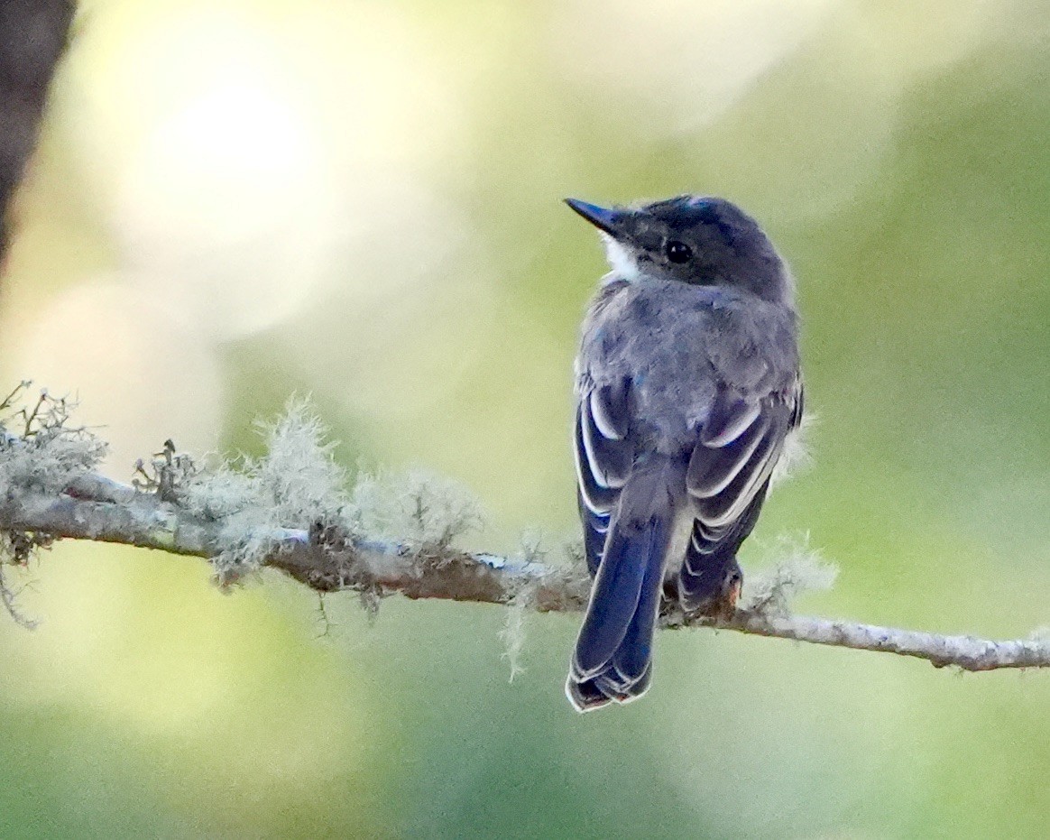 Eastern Phoebe - ML623482152