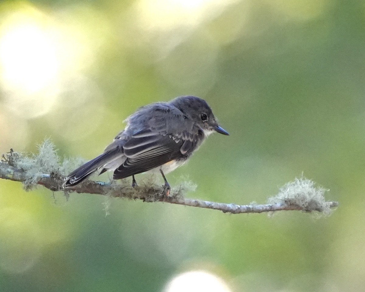 Eastern Phoebe - ML623482153