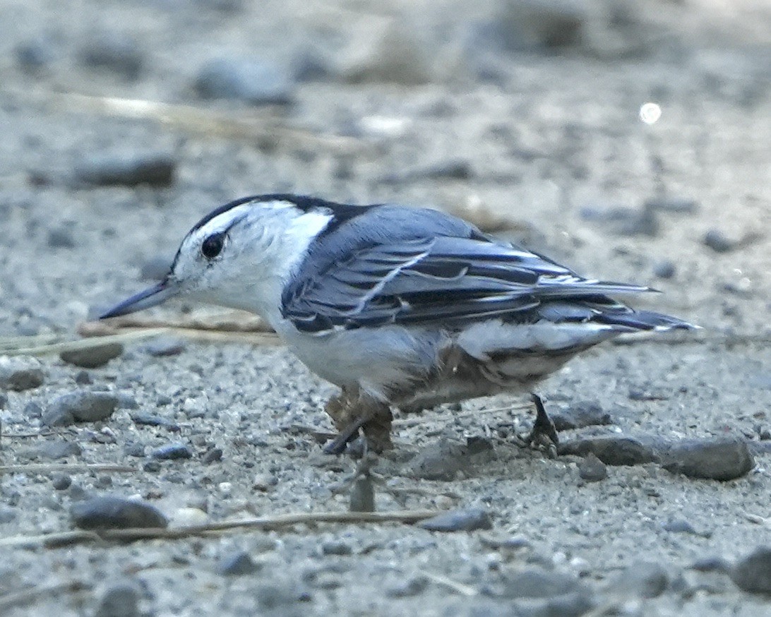 White-breasted Nuthatch - Gloria Markiewicz