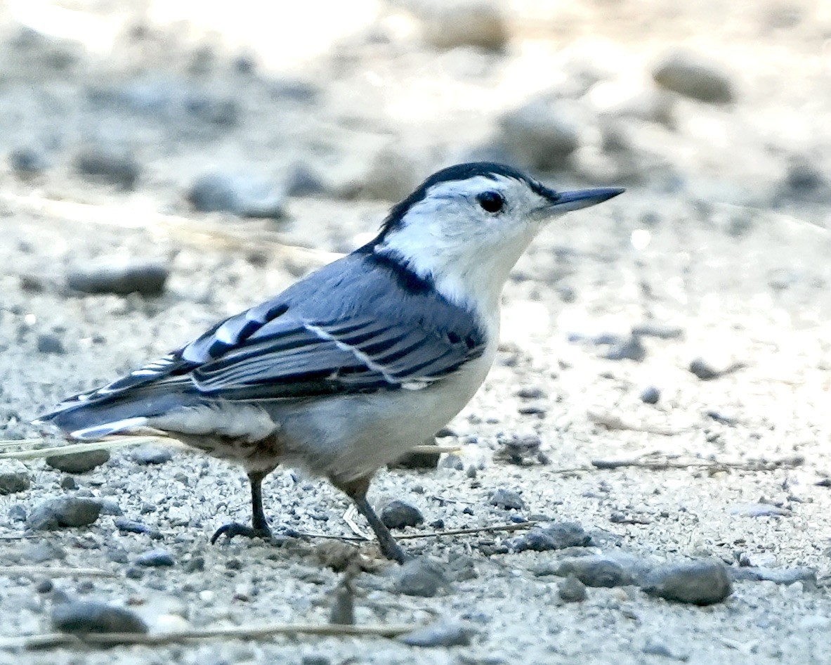 White-breasted Nuthatch - ML623482173