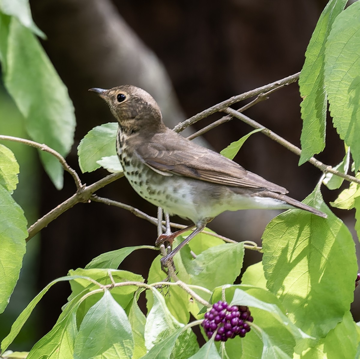 Swainson's Thrush - ML623482208