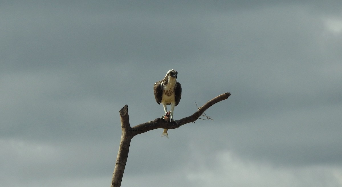 Osprey - ML623482223