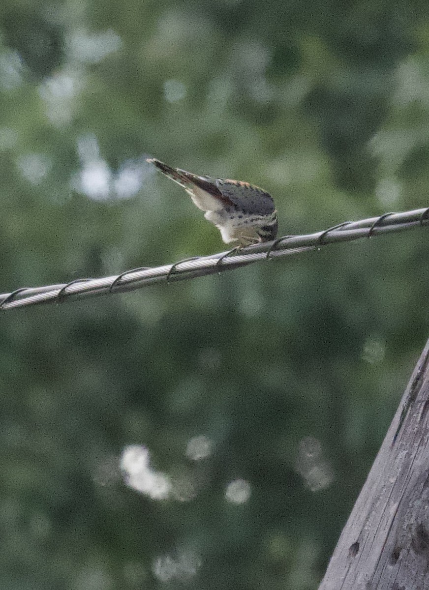 American Kestrel - ML623482255