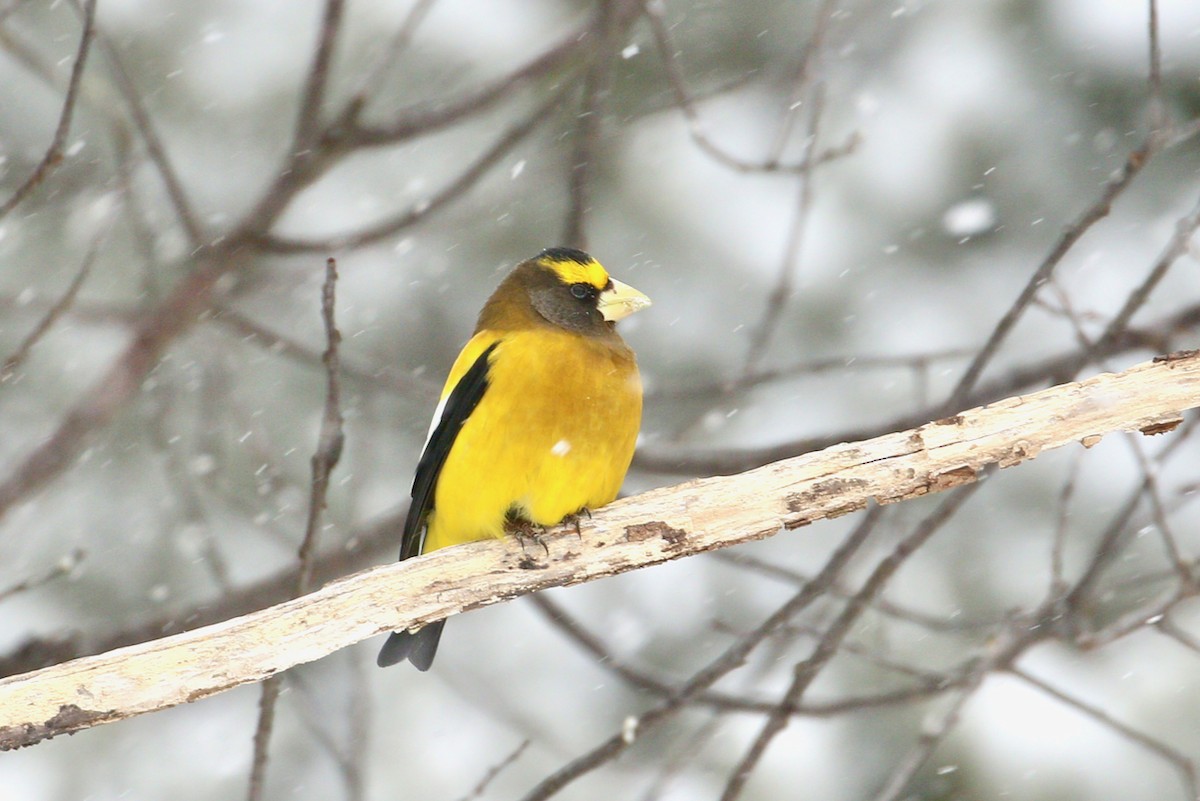 Evening Grosbeak - ML623482258