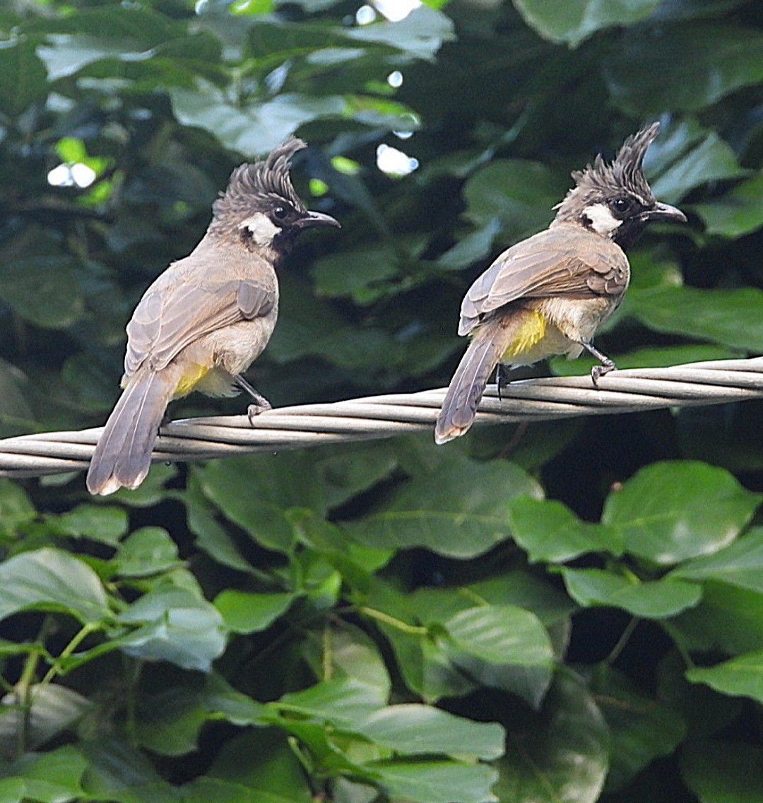 Himalayan Bulbul - ML623482387