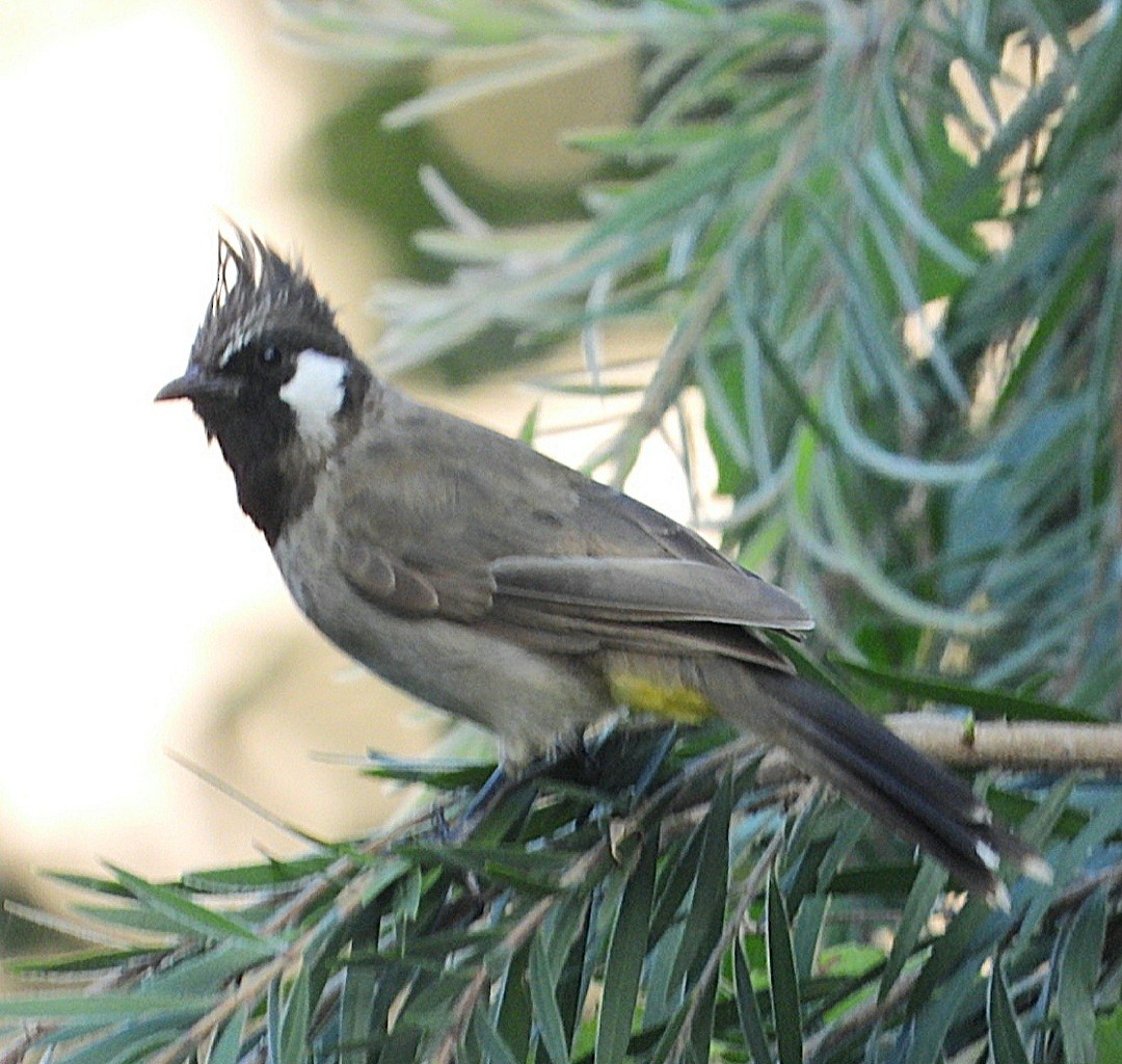 Himalayan Bulbul - ML623482388