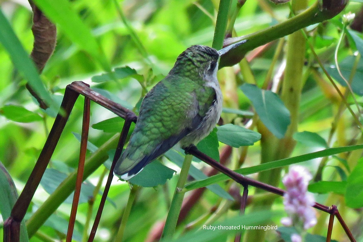 Ruby-throated Hummingbird - ML623482501