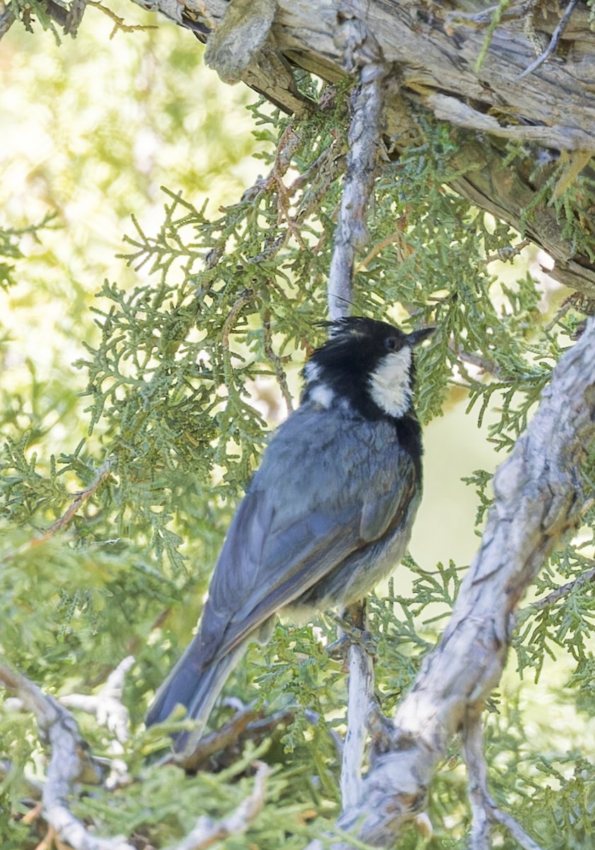 Rufous-naped Tit - ML623482504